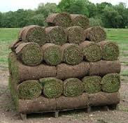 Turf - Best Quality Cultivated Lawn Turf Turf