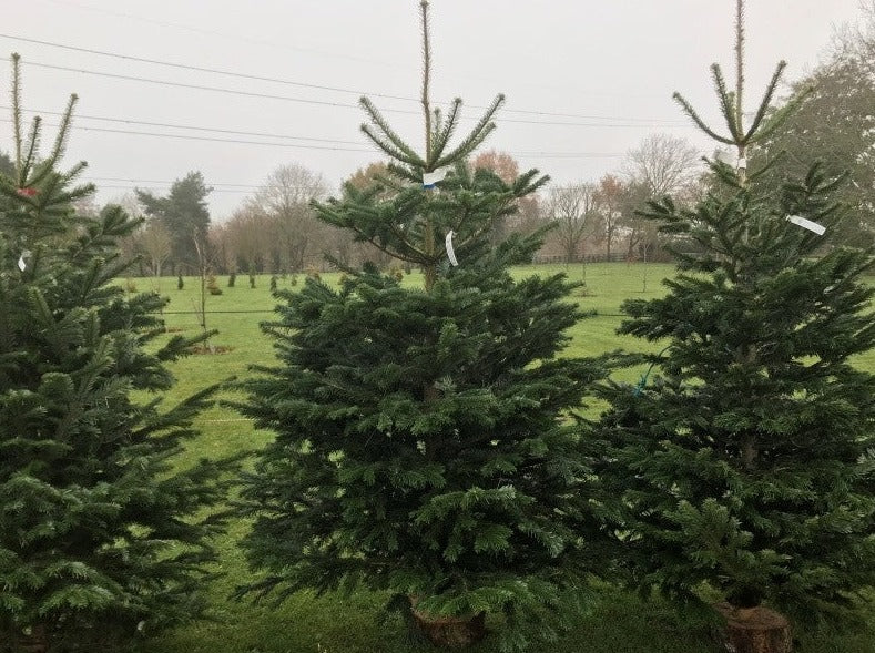 Nordman Non Drop Christmas Tree