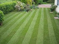 Turf - Best Quality Cultivated Lawn Turf Turf